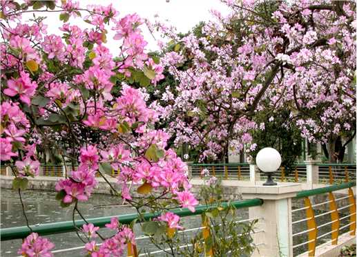 麟越医生速聘2026年招聘